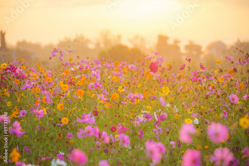 cosmos flower field in the morning