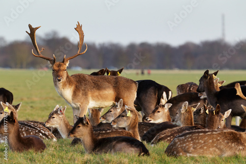 A herd of deer in the Phoenix Park in Dublin, Ireland, one of the largest walled city parks in Europe of a size of 1750 acres