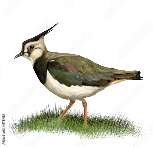 Northern lapwing