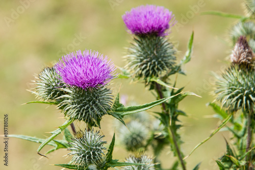 Milk Thistle (Silybum marianum)