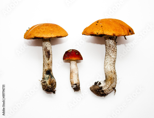 Three Boletus mushrooms
