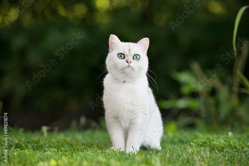 adorable grey british shorthair cat outdoors