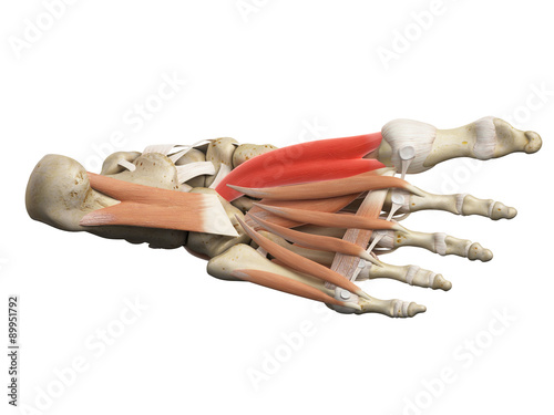 medically accurate illustration of the flexor hallucis brevis