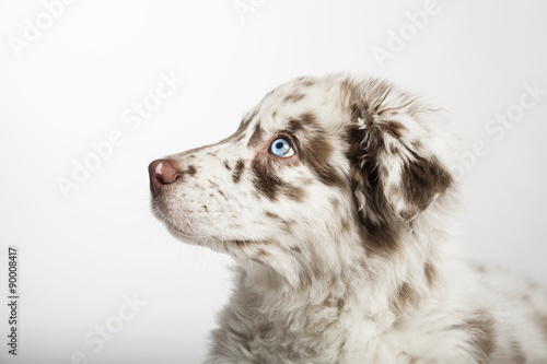  The cute puppy dog of Australian Shepherd, waiting, in profile