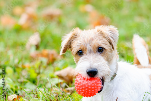 Cute fluffy dog with ball