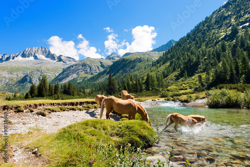 Horses in National Park of Adamello Brenta - Italy / Herd of horses wading the Chiese river in the National Park of Adamello Brenta. Trentino Alto Adige, Italy