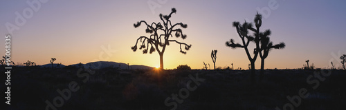 Joshua trees at sunset, California
