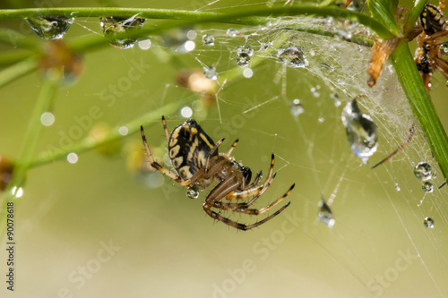 Spider on the web with big water drops.