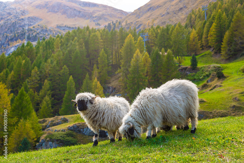 Valais blacknose sheep in Alps