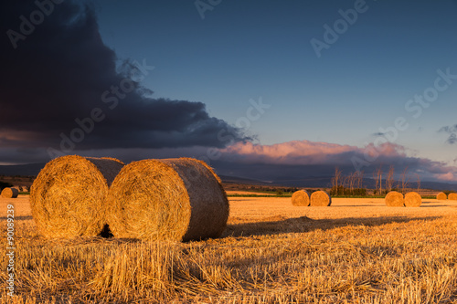 Round straw bales in the fields at sunset