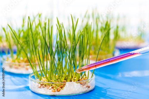 Genetically modified plants in a scientific laboratory