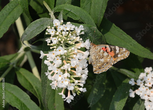 Distelfalter Schmetterling Vanessa cardui 