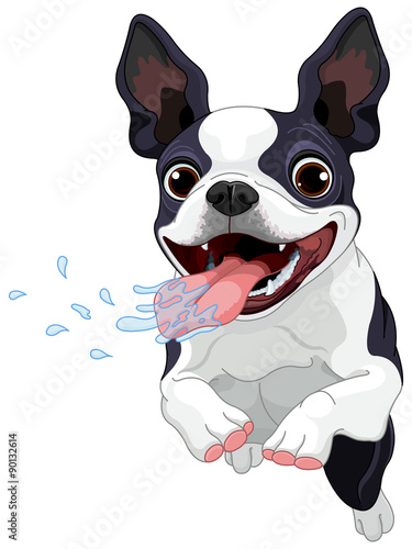 Terrier Boston