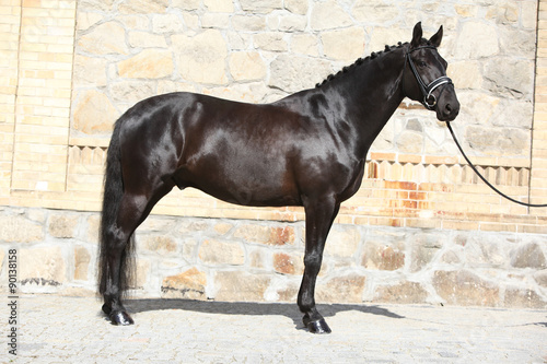 Beautiful black dutch warmblood with bridle