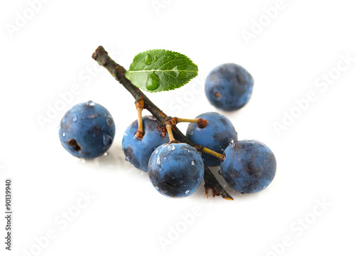 Sprig blackthorn isolated on a white