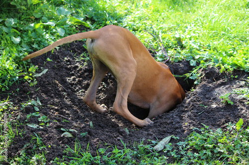 Rhodesian Ridgeback Junghund buddelt Loch 1