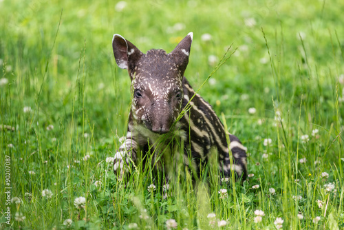 Baby of the endangered South American tapir