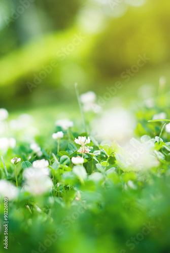 Clover Flowers on the Meadow