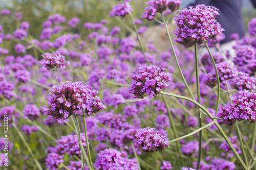 soft focus verbena flower in garden