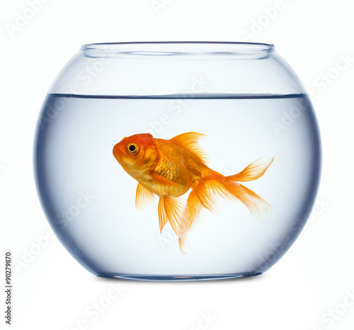 Goldfish in a fishbowl isolated on white background