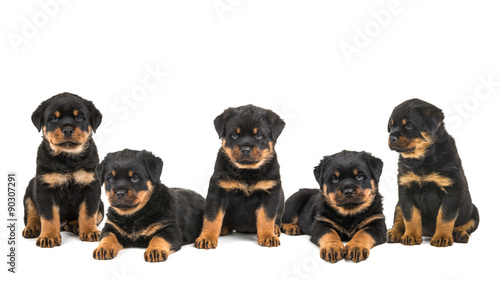 Five cute rottweiler puppy dogs in a row sitting and lying down isolated on a white background
