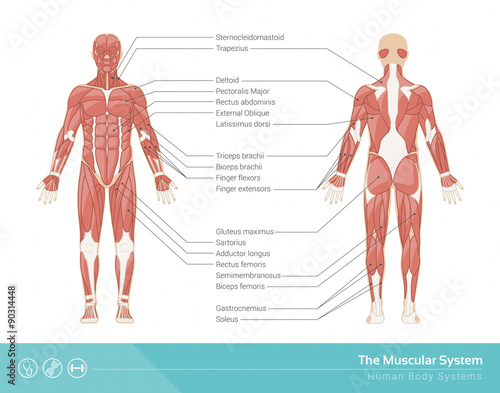 The skeletal system