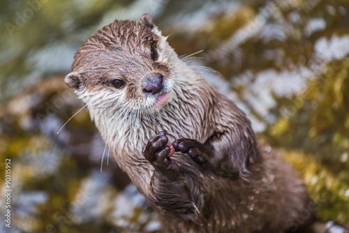 little otter clapping with his paws