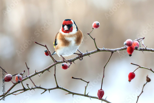 European Goldfinch with frozen red rose hips.