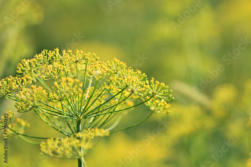 Blooming fennel in a sunny field, blured backgrownd