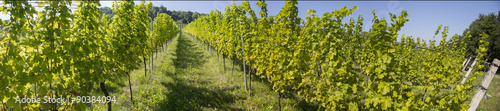 Panorama Weingarten in der Südsteiermark, Steiermark, Weinland