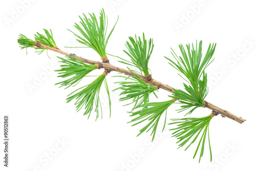 Young larch branch