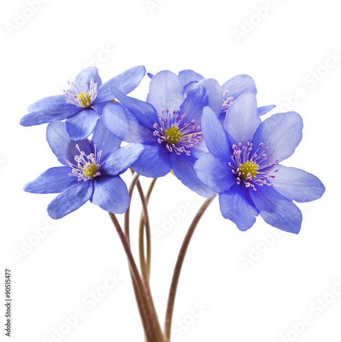 Hepatica nobilis on a white background. Spring flowers.