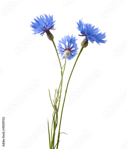 Blue Cornflower - Centaurea on a white background