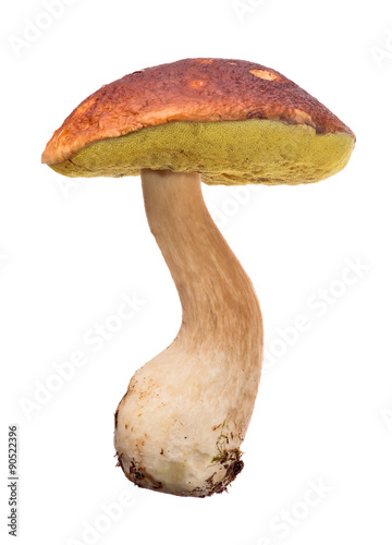 large old cep mushroom isolated on white