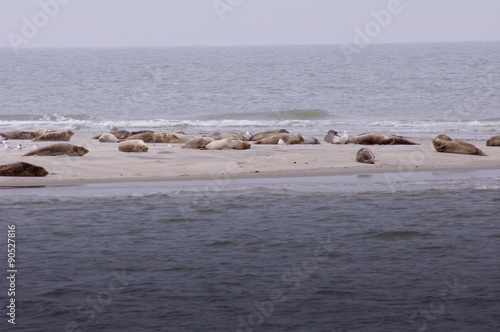 Robben auf Sandbank