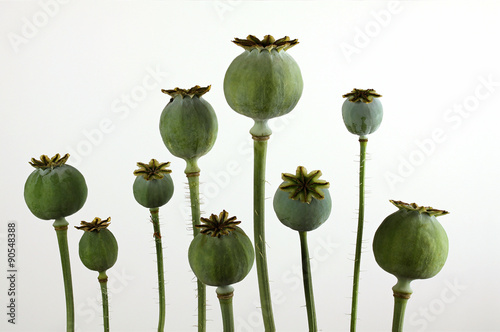 papaver,slaapbol,bolpapaver,papaver somniferum