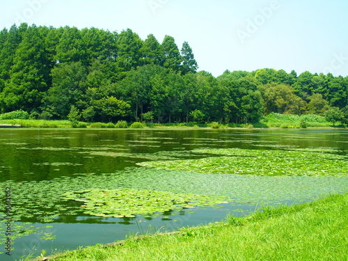 夏の池と林風景