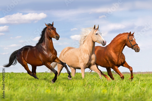 Three horse run in beautiful green meadow