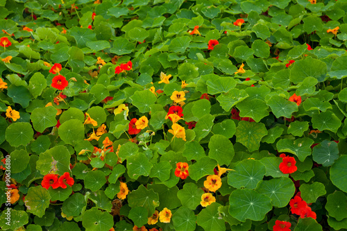 Colorful garden - nasturtium