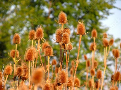 Autumn background: close-up of wild teasel (Dipsacus sylvestris/fullonum) heads in a field