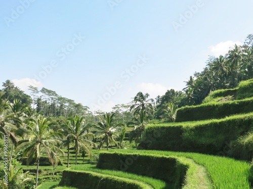 rice terrace in tegallalang bali