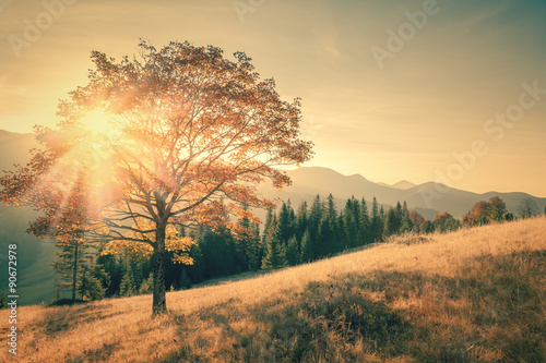 Autumn tree and sunbeam warm day landscape toned in vintage