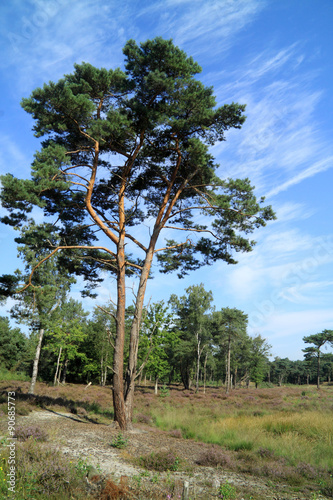 Pinaceae tree and heath in Europe