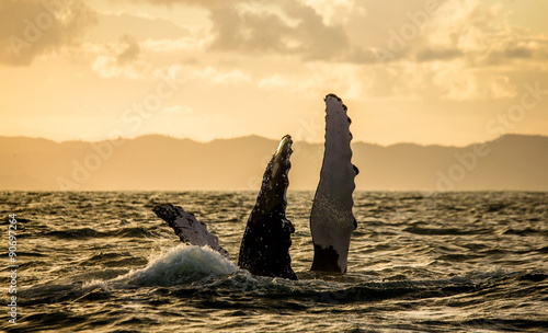 Jumping humpback whale over water. Madagascar. at sunset.
