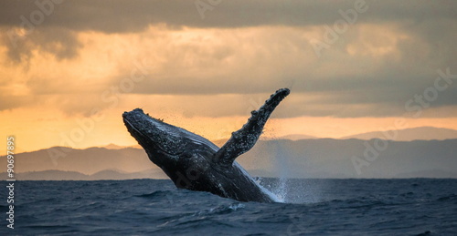 Jumping humpback whale over water. Madagascar. at sunset.
