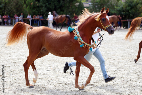 Purebred arabian horse on a foal show