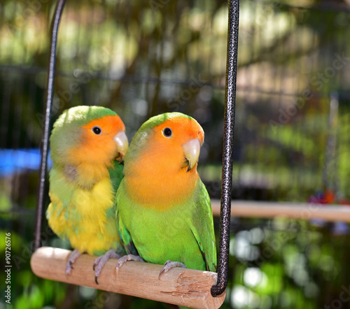 Beautiful Pet Lovebirds