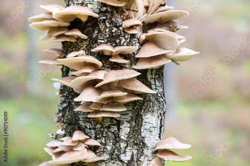 Pleurotus ostreatus mushrooms