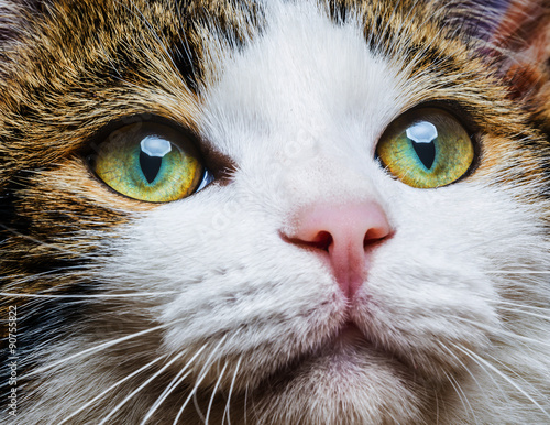 a cat eyes close up