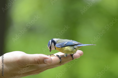 Eurasian blue tit standing on human hand and feeding
